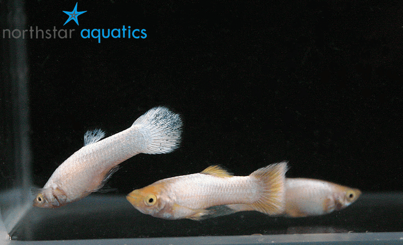 Guppy